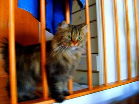 Blanding af racer MilleMis billede 10