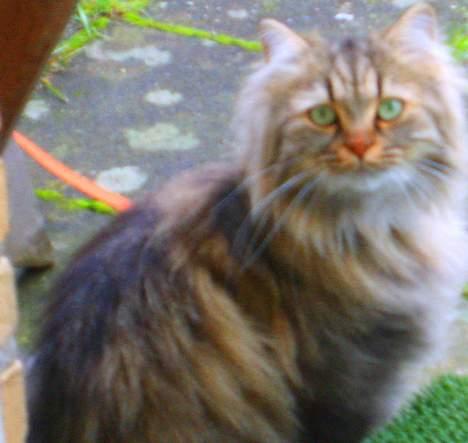 Blanding af racer MilleMis billede 11