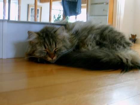 Blanding af racer MilleMis billede 12