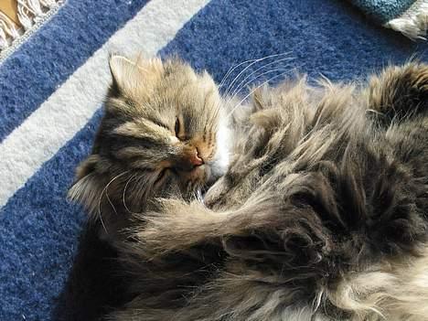 Blanding af racer MilleMis billede 13