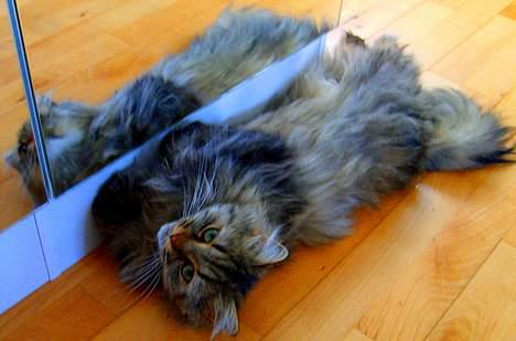 Blanding af racer MilleMis billede 14