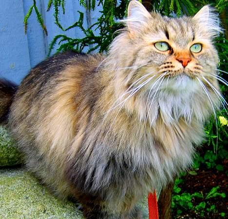 Blanding af racer MilleMis billede 16