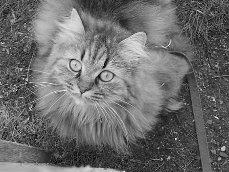 Blanding af racer MilleMis billede 17