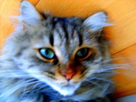 Blanding af racer MilleMis billede 18