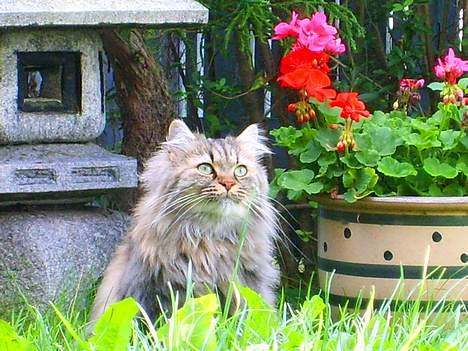 Blanding af racer MilleMis billede 19