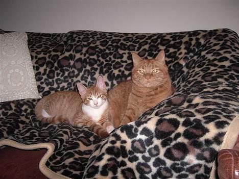 Huskat basse - Jeg elsker at ligge hos storebror Buller billede 12