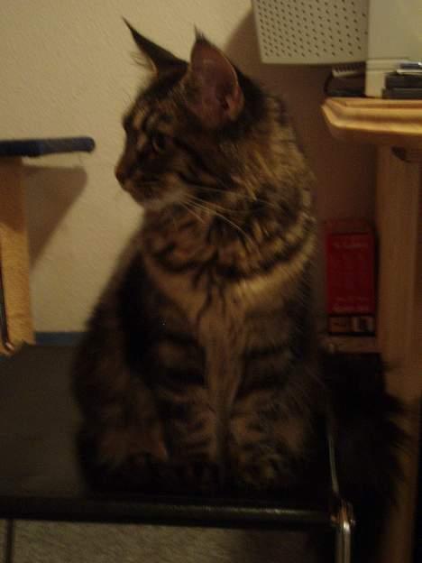 Maine Coon Havana billede 17