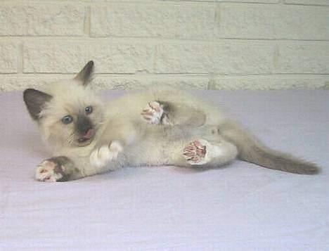 Hellig Birma quincy - da han var lille billede 1