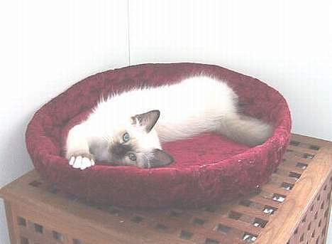 Hellig Birma quincy - hos avlern billede 2