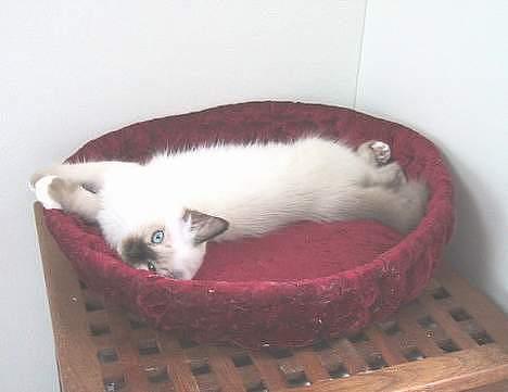 Hellig Birma quincy billede 3