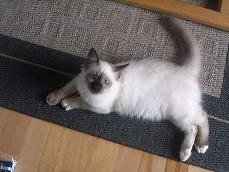 Hellig Birma quincy billede 4