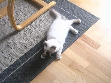 Hellig Birma quincy - kigger og tar en slapper billede 5