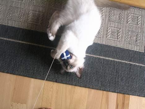 Hellig Birma quincy - quinne får lige et flip på den´s legetøj  billede 6