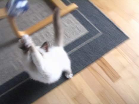 Hellig Birma quincy - arr billede 7