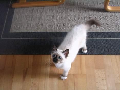 Hellig Birma quincy - quincy billede 8