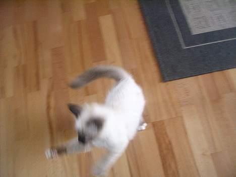 Hellig Birma quincy - jeg angriber dig billede 9