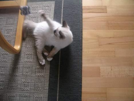 Hellig Birma quincy - leger billede 10