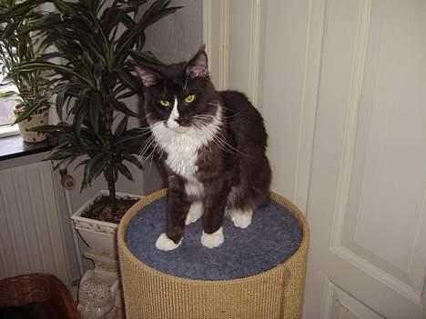 Maine Coon Løvehulen's Matador R.I.P billede 7
