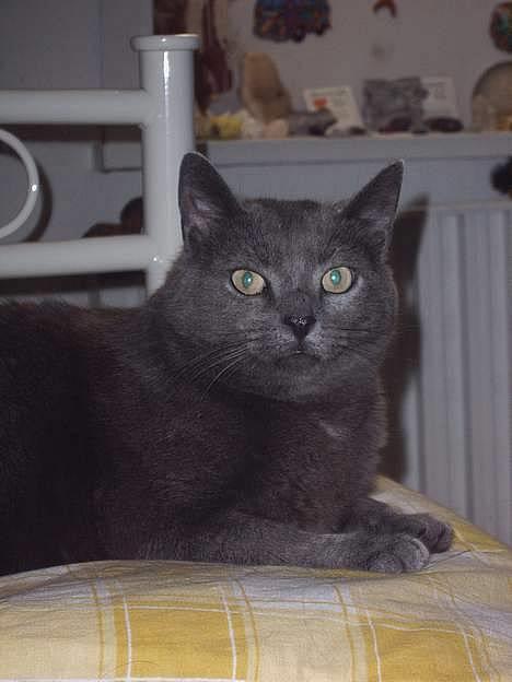 Huskat smukke billede 19