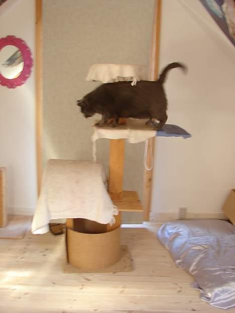 Huskat smukke - okay? en fed kat :O billede 20