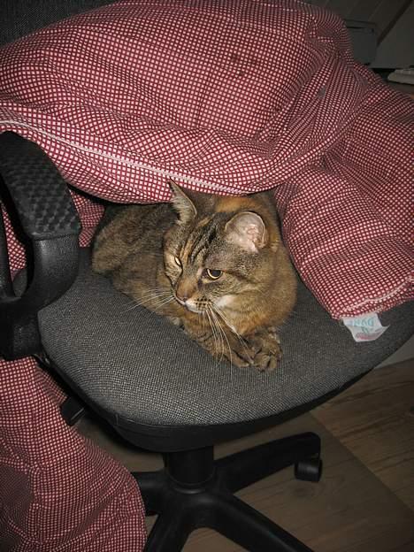 Huskat Miis (: - Putter lige under storebrors´ dyne på en kold dag (; © Kristine Licht (mig) billede 19