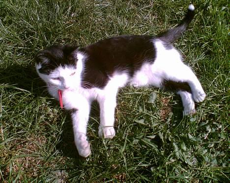 Blanding af racer Polly billede 1