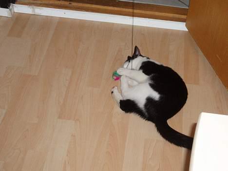 Blanding af racer Polly billede 2