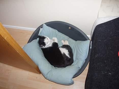 Blanding af racer Polly billede 3