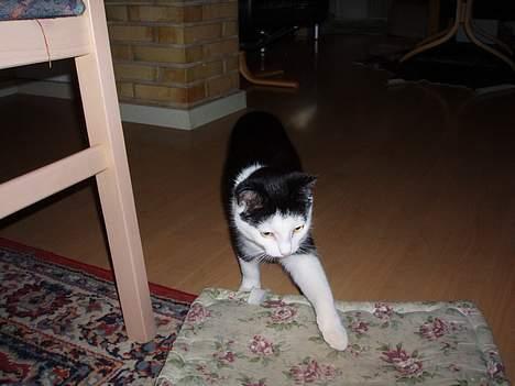 Blanding af racer Polly billede 4