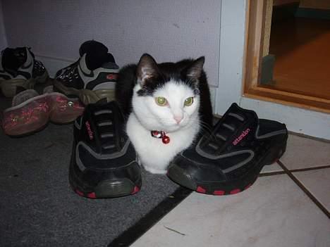 Blanding af racer Polly billede 5