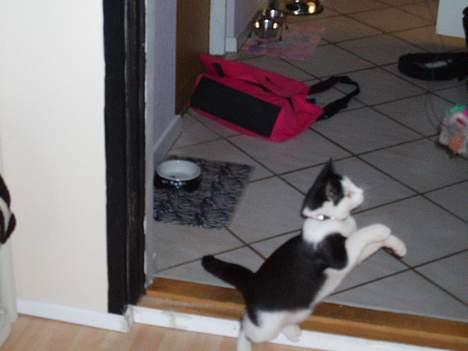 Blanding af racer Polly billede 6