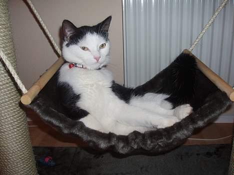 Blanding af racer Polly billede 7