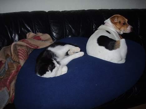 Blanding af racer Polly - Polly og Lady <3 billede 8