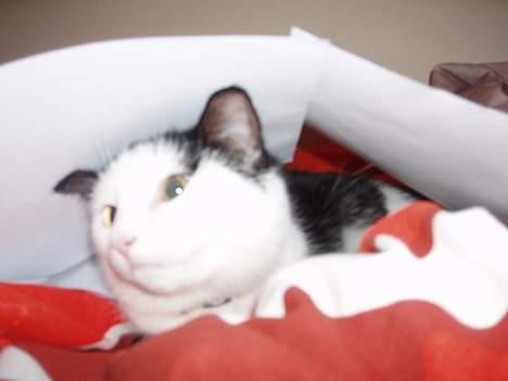 Blanding af racer Polly billede 9