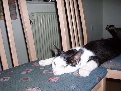 Blanding af racer Polly billede 10