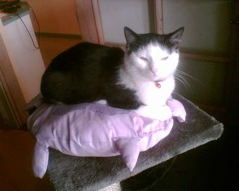 Blanding af racer Polly billede 11