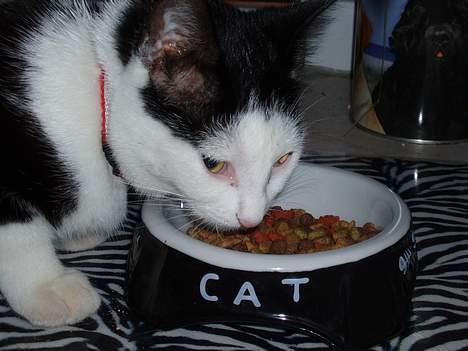 Blanding af racer Polly billede 12