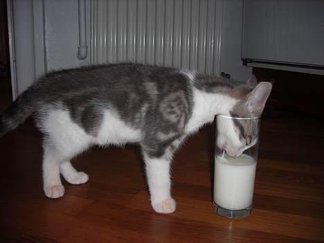 Huskat Daisy - mmm...jeg vil gøre meget for en tår mælk..! billede 19