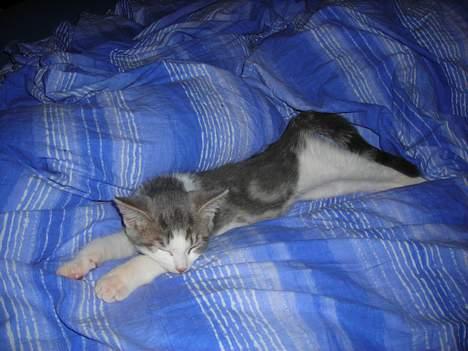 Huskat Daisy billede 20