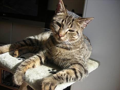 Huskat Mille billede 10