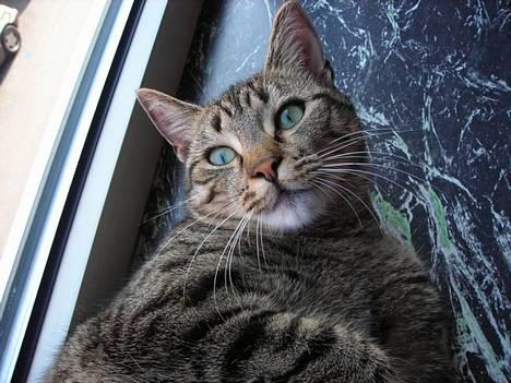 Huskat Mille billede 11