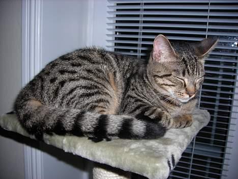 Huskat Mille billede 12