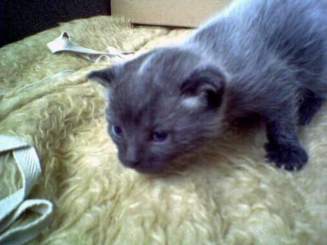 Huskat Molly - Molly da vi så hende første gang billede 1