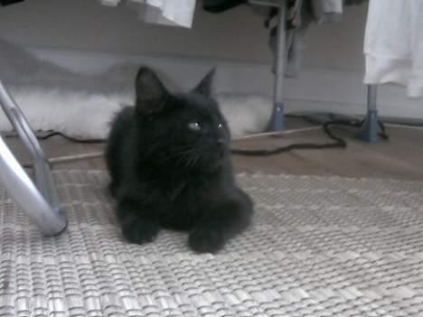 Huskat Molly - Molly der gemmer sig billede 2