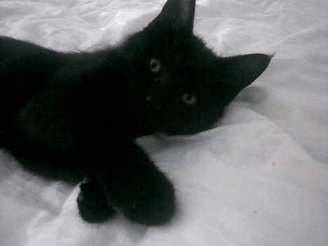 Huskat Molly - Svært at se, men det er Molly billede 3