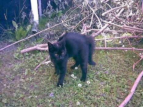 Huskat Molly - Molly der er ude en af de første gange billede 4