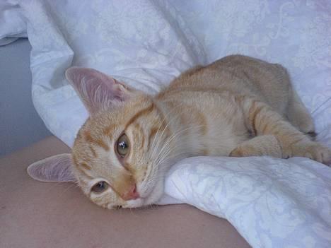 Huskat Nala - Nala hviler billede 1