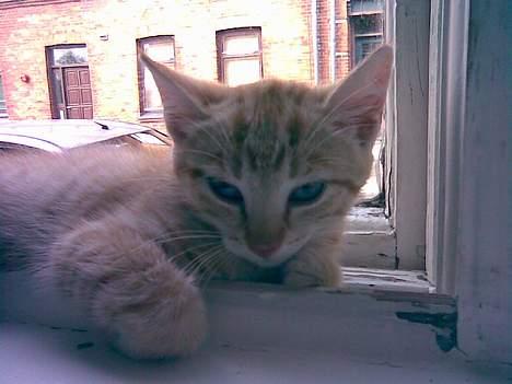 Huskat Nala - Nala 14 uger billede 2