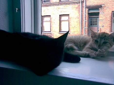 Huskat Nala - Store Molly passer på det lille myr billede 3