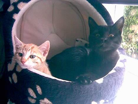 Huskat Nala - Vores 2 katte hygger en eftermiddag billede 4